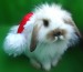 santa-bunny.jpg